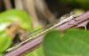 318350 – Photo : Denis Poirier – France (74)